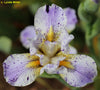 Close-up of 'Crazy Chaos', a purple and white broken color miniature tall bearded flower with a blurred background.