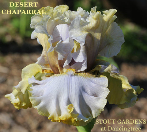 Iris Desert Chaparral