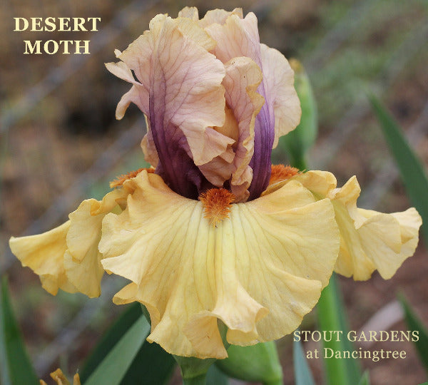 Desert Moth tall bearded iris flower showing purple over shammy yellow colors at 'Stout Gardens at Dancingtree'.