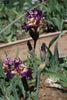 Tall bearded iris 'Dialect' stalk with two dark purple and yellow flowers at 'Stout Gardens at Dancingtree'.