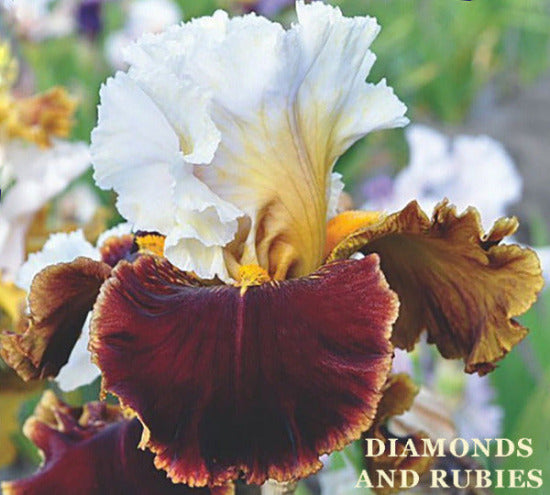 Close-up of 'Diamonds And Rubies', a tall bearded iris flower that's white over deep ruby red falls and gold edge, at 'Stout Gardens at Dancingtree'.