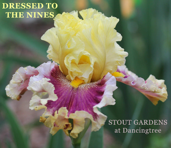 Multicolored tall bearded iris flower 'Dressed to the Nines' shown close-up at 'Stout Gardens at Dancingtree'.
