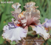 Close-up of tall bearded iris 'EGO RIDE' displaying pink ruffled flower with long purple flounces 'Stout Gardens At Dancingtree'.