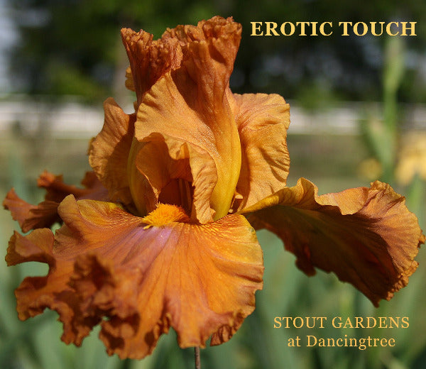 Orange tall bearded iris flower with 'Erotic Touch' text overlay at Stout Gardens At Dancingtree.