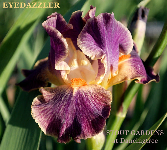 Close-up of a purple, orange and white intermediate bearded iris flower with 'EYEDAZZLER' name at 'Stout Gardens'.