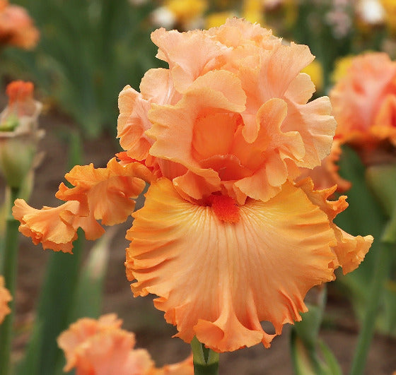 Iris Essence Of Beauty