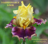 Yellow and purple tall bearded iris flower with text 'Fashionable Look' and 'Stout Gardens at Dancingtree' location on a blurred green background.
