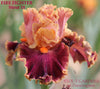Tall bearded iris 'Fire Fighter' displaying close-up of light orange and raspberry red purple flower with light edging at 'Stout Gardens At Dancingtree'.