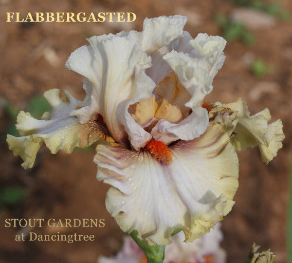 Tall bearded iris flower 'Flabbergasted', displaying cream and yellow colors at  'Stout Gardens at Dancingtree'.