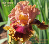 Pink, red and gold tall bearded iris flower 'Flatout Foxy' shown at 'Stout Gardens at Dancingtree'.