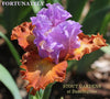 Purple and red orange tall bearded iris flower with 'Fortunately' and 'Stout Gardens at Dancingtree' text.