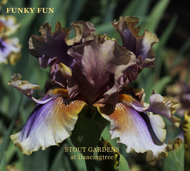 Colorful tall bearded, space-age, iris flower with 'Funky Fun' text and 'Stout Gardens At Dancingtree' location.