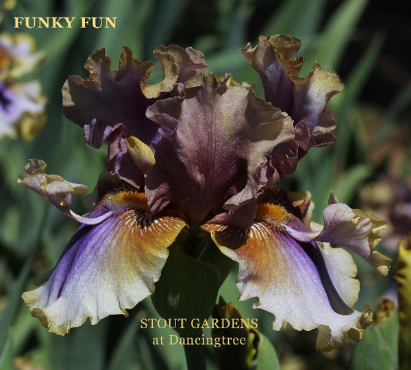 Colorful tall bearded, space-age, iris flower with 'Funky Fun' text and 'Stout Gardens At Dancingtree' location.