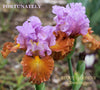 Purple and orange tall bearded iris flowers called 'Fortunately' at 'Stout Gardens at Dancingtree'.