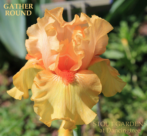 Close-up of a peach-colored tall bearded iris flower featuring the text 'Gather Round' and location, 'Stout Gardens at Dancingtree'.