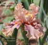 Pink tall bearded, space-age, novelty iris flower called 'Gossamer Dragon' shown with pink tones and big pink and purple flounces at 'Stout Gardens at Dancingtree'.