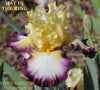 Colorful iris flower with 'Hat in the Ring' text and 'Stout Gardens at Dancingtree' branding.