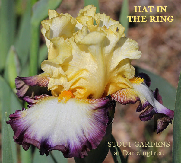 Yellow and purple tall bearded iris flower with text 'Hat in the Ring' and 'Stout Gardens at Dancingtree' on a blurred natural background.