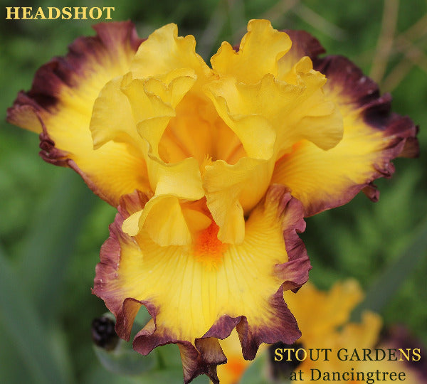 Close-up of tall bearded iris 'Headshot', a bright yellow flower with dark purple edges available at 'Stout Gardens At Dancingtree'.