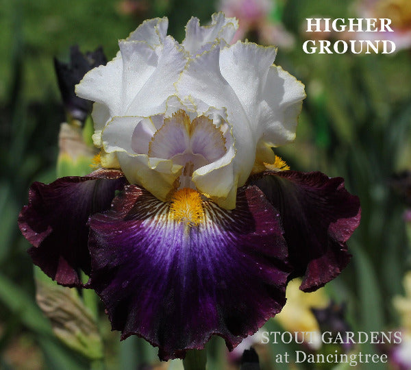 'Higher Ground', a purple and white bi-colored tall bearded iris is shown at 'Stout Gardens At Dancingtree'.