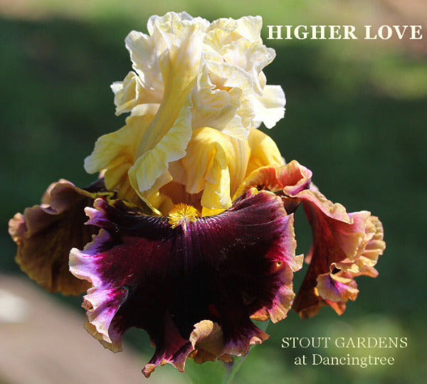 Multicolored tall bearded iris flower with 'Higher Love' text and 'Stout Gardens at Dancingtree' branding.