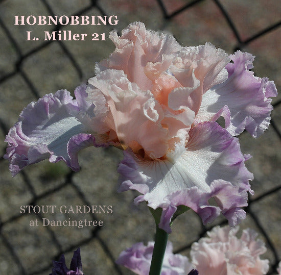 Pink and purple tall bearded iris flower 'Hobnobbing' with white horns available at 'Stout Gardens At Dancingtree'.