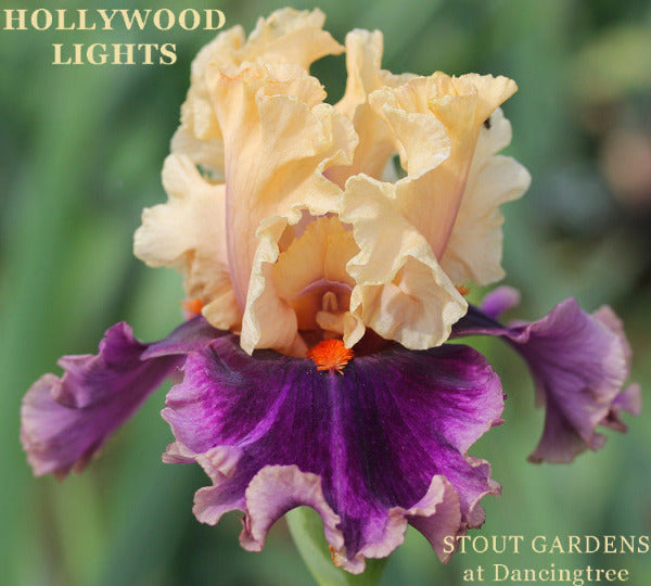 peach orange and purple tall bearded iris flower 'Hollywood Lights' displayed at 'Stout Gardens at Dancingtree'.