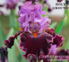 Purple bi-tone tall bearded iris 'Holy Ground' by Hugh Stout shown with orange beards at 'Stout Gardens At Dancingtree'.