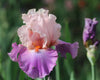 Close-up of the pink and purple tall bearded iris flower 'Indian Sunrise' at 'Stout Gardens At Dancingtree'.