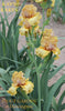 A stalk of the tall bearded iris 'Kay's Kakes' is shown with ochre colored flowers at 'Stout Gardens At Dancingtree'.