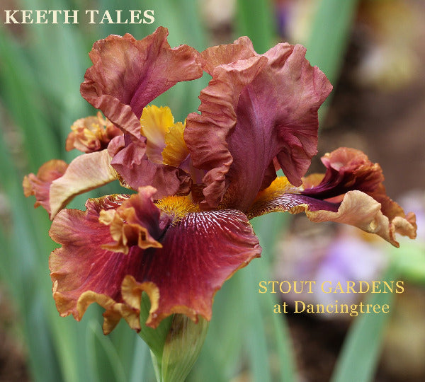A close-up image of  'Keeth Tales' tall bearded iris flower with space-age flounces, predominantly in shades of purple, red and yellow, with the text, 'STOUT GARDENS at Dancingtree'.