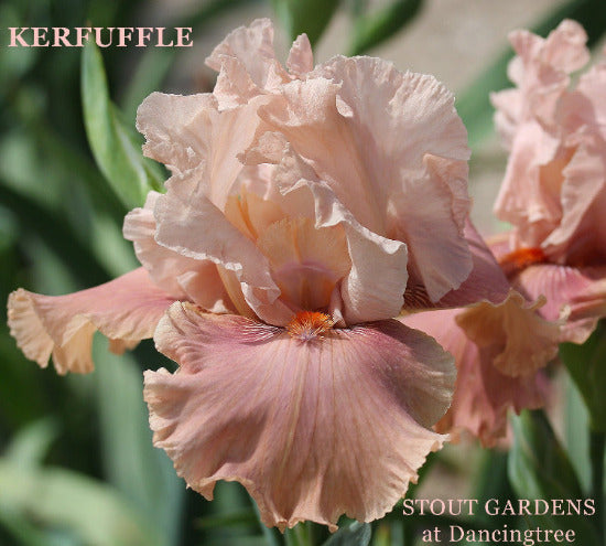 A close-up image of two rosy pink tall bearded iris flowers with cream-colored edges, with the text 'Kerfuffle' at 'Stout Gardens at Dancingtree'.