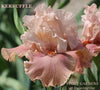A close-up image of two rosy pink tall bearded iris flowers with cream-colored edges, with the text 'Kerfuffle' at 'Stout Gardens at Dancingtree'.