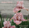 A stalk of rosy ink tall bearded iris 'Kerrfuffle' is shown, available at 'Stout Gardens At Dancingtree'. 