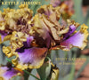 An image of tall bearded iris flower 'Kettle Chrome' by Burseen with a yellow blend, light purple midrib and base, dark brown edges, and bronze purple flounces at 'Stout Gardens At Dancingtree'..