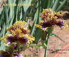 A group of 'Kettle Chrome' space-age, tall bearded iris is seen with purple and gold flowers at 'Stout Gardens At Dancingtree'.