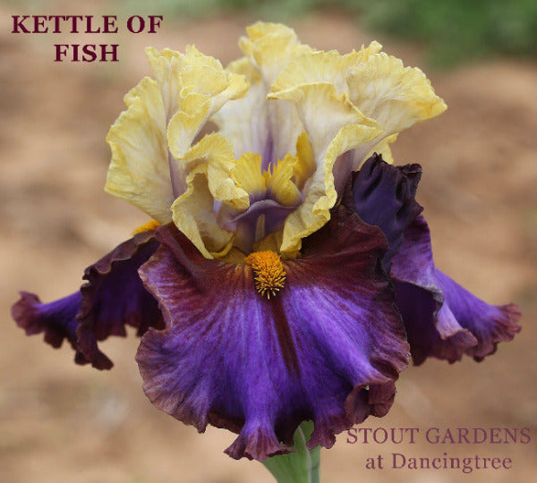 Tall bearded iris flower 'Kettle of Fish' showing yellow and purple bi-color at 'Stout Gardens at Dancingtree'.