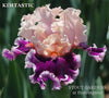 Close-up of 'Kimtastic', a pink and purple tall bearded iris at 'Stout Gardens At Dancingtree'.