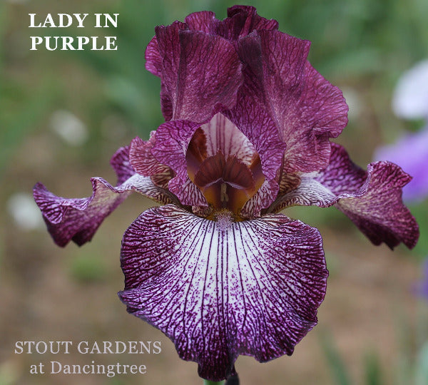 Purple and white flower 'Lady in Purple' is shown, a tall bearded iris at 'Stout Gardens at Dancingtree'.