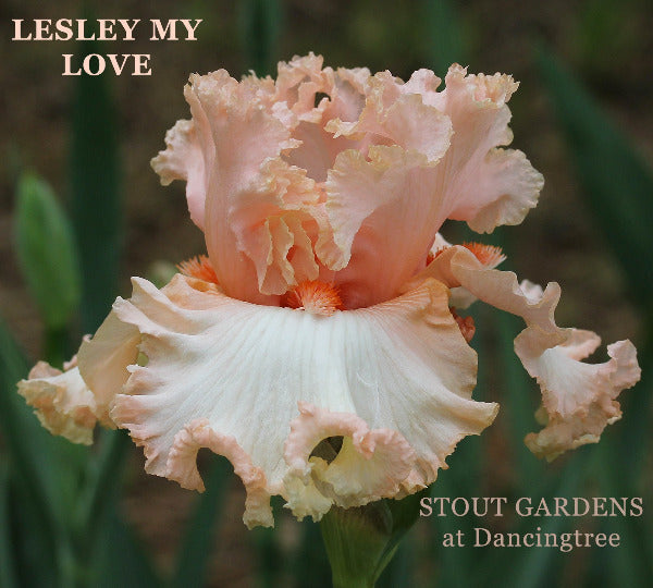 Pink and white frilly tall bearded iris flower 'Lesley My Love' at 'Stout Gardens at Dancingtree'.