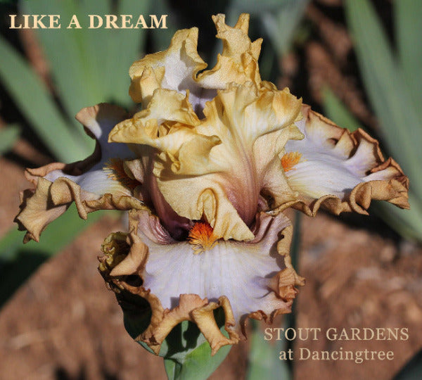 Close-up of a unique beige gold tall bearded iris flower with the name 'Like a Dream' at 'Stout Gardens at Dancingtree'.