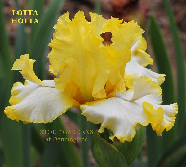 A close-up image of 'Lotta Hotta', a tall bearded iris flower with lemon yellow and white petals, and gold and white flounces, at 'Stout Gardens At Dancingtree'.