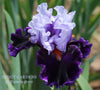 Purple and light blue tall bearded iris called 'Lex Max' with green foliage in the background, featuring 'Stout Gardens at Dancingtree' text.