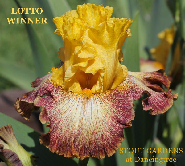 Yellow and purple spotted and veined tall bearded iris called 'Lotto Winner' at 'Stout Gardens at Dancingtree'.