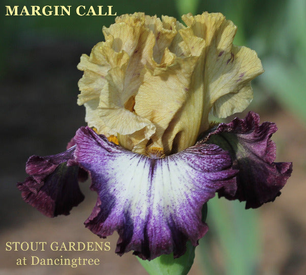 Tall Bearded iris 'Margin Call', shows yellow, purple and white flower at 'Stout Gardens at Dancingtree'.
