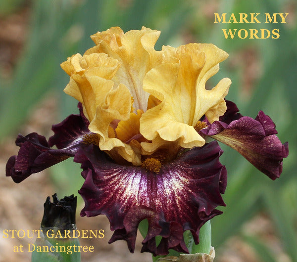 Iris Mark My Words