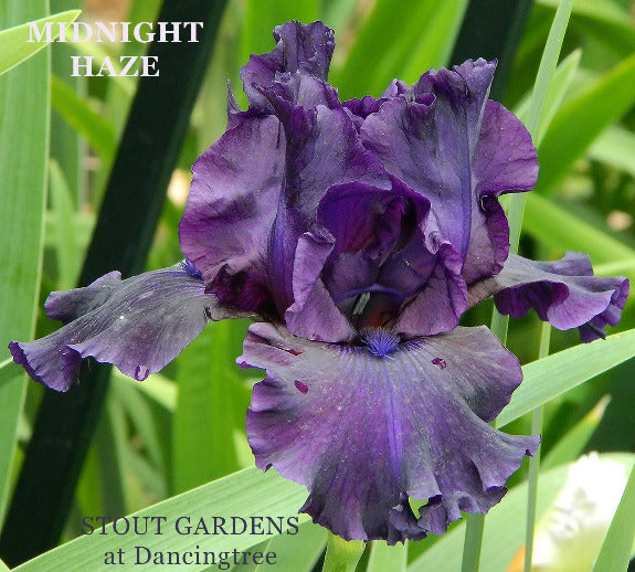 Plum purple tall bearded iris flower with 'Midnight Haze' label and 'Stout Gardens at Dancingtree' location.