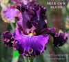 Purple iris flower 'Milk Cow Blues' at 'Stout Gardens at Dancingtree'.