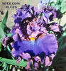 Close-up of a ruffled blue and purple tall bearded iris called 'Milk Cow Blues' available at 'Stout Gardens At Dancingtree'.
