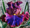 Close-up of tall bearded iris 'Modern Man' sowing red and purple colored flower by Burseen.